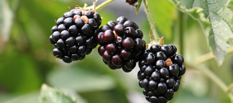 C-vitamin Mat: En dybdegående oversikt