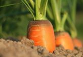 D-vitaminmangel symptomer - Hvordan gjenkjenne og håndtere dem