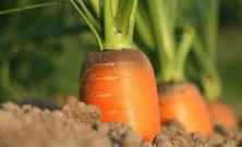 Vitamin - En Dybdegående Oversikt
